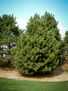 Сосна Чёрная (Pinus Nigra) купить по цене от 270.00р. в интернет-магазине «Посадика» с доставкой почтой в в Суровикиное и по всей России – [изображение №1].