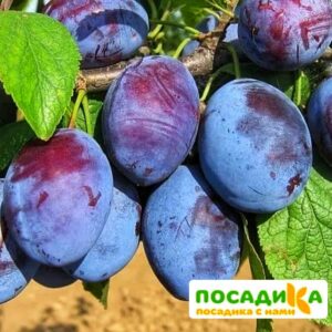 Слива Чачакская ранняя купить по цене от 229.00р. в интернет-магазине «Посадика» с доставкой почтой в в Суровикиное и по всей России – [изображение №1].