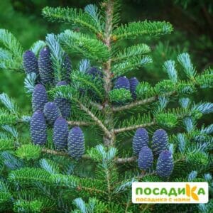 Пихта корейская (Abies koreana) купить по цене от 450.00р. в интернет-магазине «Посадика» с доставкой почтой в в Суровикиное и по всей России – [изображение №1].