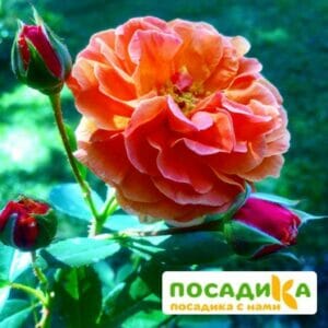 Роза Арабия купить по цене от 350.00р. в интернет-магазине «Посадика» с доставкой почтой в в Суровикиное и по всей России – [изображение №1].