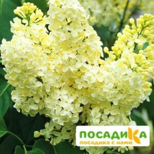 Сирень Примроуз (Primrose) купить по цене от 529.00р. в интернет-магазине «Посадика» с доставкой почтой в в Суровикиное и по всей России – [изображение №1].