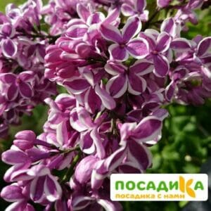 Сирень Сенсация купить по цене от 529.00р. в интернет-магазине «Посадика» с доставкой почтой в в Суровикиное и по всей России – [изображение №1].