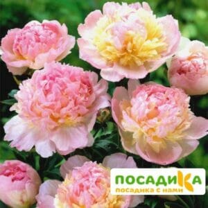 Пион Распберри Сандей (Paeonia Raspberry Sundae) купить по цене от 959р. в интернет-магазине «Посадика» с доставкой почтой в в Суровикиное и по всей России – [изображение №1].