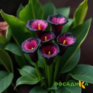 Калла Аура Лейс купить по цене от 400р. в интернет-магазине «Посадика» с доставкой почтой в в Суровикиное и по всей России – [изображение №1].