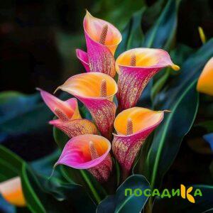 Калла Оникс купить по цене от 450р. в интернет-магазине «Посадика» с доставкой почтой в в Суровикиное и по всей России – [изображение №1].