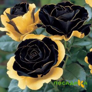 Роза Ханни Сикл купить по цене от 700р. в интернет-магазине «Посадика» с доставкой почтой в в Суровикиное и по всей России – [изображение №1].