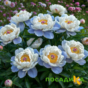 Пион акварельный Этюд купить по цене от 806р. в интернет-магазине «Посадика» с доставкой почтой в в Суровикиное и по всей России – [изображение №1].