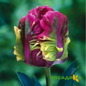 Тюльпан Экзотик Хэвен купить по цене от 186р. в интернет-магазине «Посадика» с доставкой почтой в в Суровикиное и по всей России – [изображение №1].