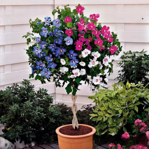 Гибискус-Дерево Триколор купить по цене от 289р. в интернет-магазине «Посадика» с доставкой почтой в в Суровикиное и по всей России – [изображение №1].